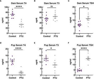 Thyroid hormone action controls multiple components of cell junctions at the ventricular zone in the newborn rat brain